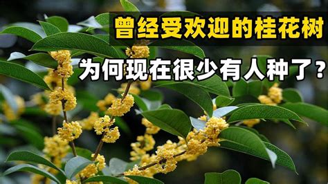 桂花種不活